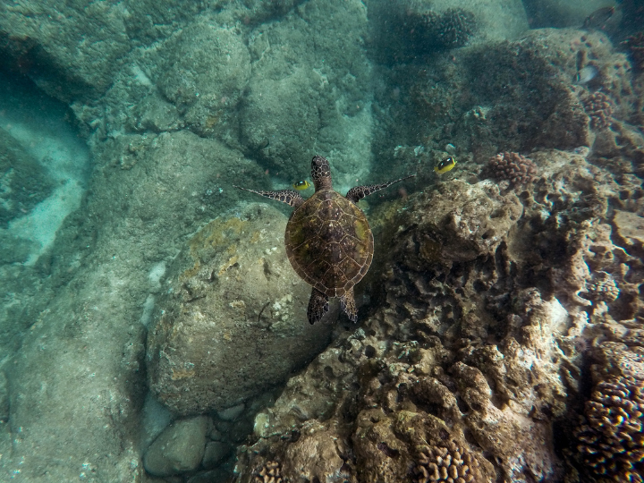 Tulum snorkel